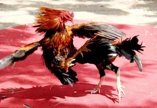 Xem thần kê tung tuyệt kỹ - ảnh 2
