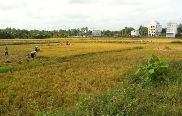 Mùng 3 Tết, nông dân ra ruộng, tiểu thương bám đường - ảnh 1