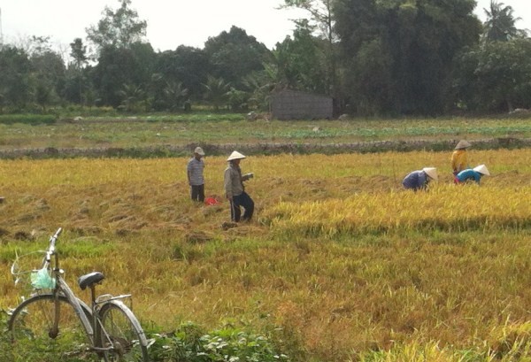 Mùng 3 Tết, nông dân ra ruộng, tiểu thương bám đường - ảnh 2