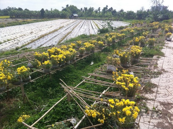 Mùng 3 Tết, nông dân ra ruộng, tiểu thương bám đường - ảnh 3