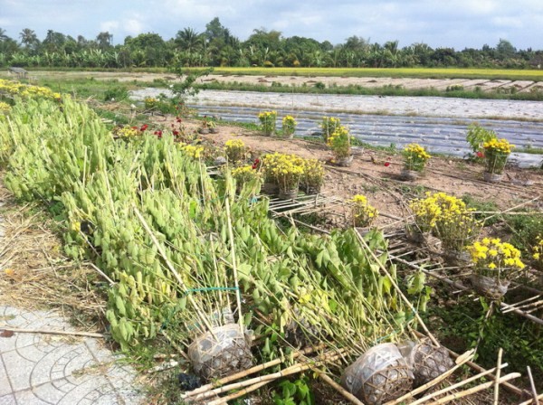 Mùng 3 Tết, nông dân ra ruộng, tiểu thương bám đường - ảnh 4