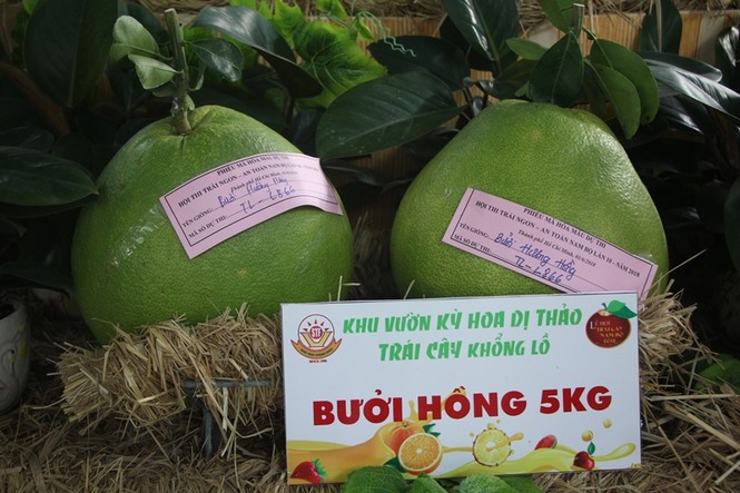 Củ, quả 'khủng' ở khu vườn 'kỳ hoa dị thảo' Nam bộ - ảnh 7