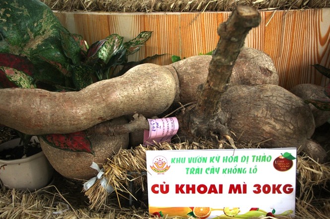 Củ, quả 'khủng' ở khu vườn 'kỳ hoa dị thảo' Nam bộ - ảnh 6