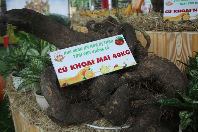 Củ, quả 'khủng' ở khu vườn 'kỳ hoa dị thảo' Nam bộ - ảnh 10