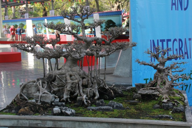 Chiêm ngưỡng các tác phẩm bonsai và đá cảnh nghệ thuật quốc tế hội tụ ở TPHCM - ảnh 17