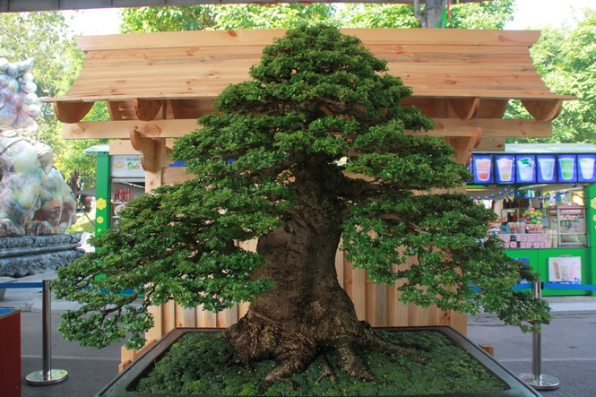 Chiêm ngưỡng các tác phẩm bonsai và đá cảnh nghệ thuật quốc tế hội tụ ở TPHCM - ảnh 3