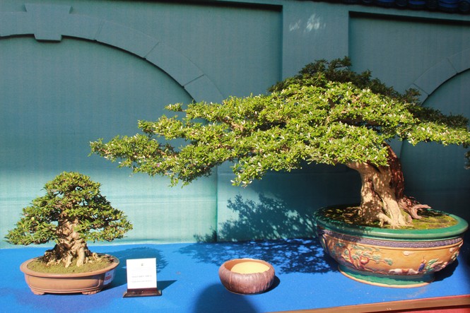 Chiêm ngưỡng các tác phẩm bonsai và đá cảnh nghệ thuật quốc tế hội tụ ở TPHCM - ảnh 2
