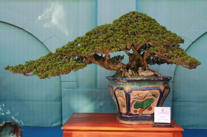 Chiêm ngưỡng các tác phẩm bonsai và đá cảnh nghệ thuật quốc tế hội tụ ở TPHCM - ảnh 5