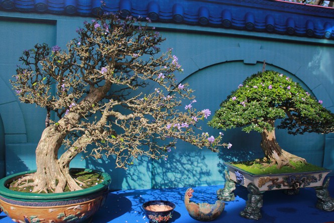 Chiêm ngưỡng các tác phẩm bonsai và đá cảnh nghệ thuật quốc tế hội tụ ở TPHCM - ảnh 6