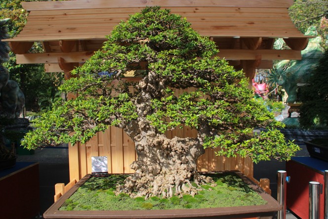 Chiêm ngưỡng các tác phẩm bonsai và đá cảnh nghệ thuật quốc tế hội tụ ở TPHCM - ảnh 1