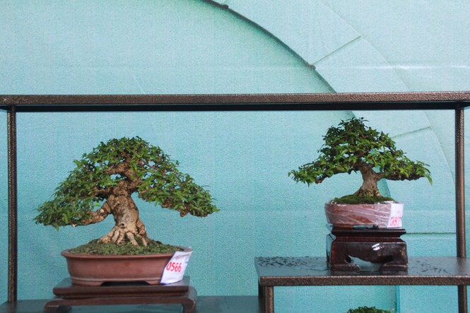 Chiêm ngưỡng các tác phẩm bonsai và đá cảnh nghệ thuật quốc tế hội tụ ở TPHCM - ảnh 20