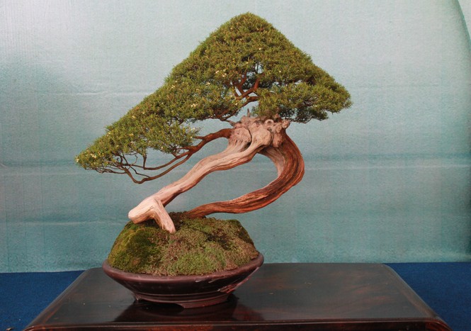 Chiêm ngưỡng các tác phẩm bonsai và đá cảnh nghệ thuật quốc tế hội tụ ở TPHCM - ảnh 19