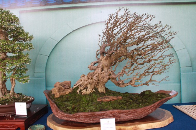Chiêm ngưỡng các tác phẩm bonsai và đá cảnh nghệ thuật quốc tế hội tụ ở TPHCM - ảnh 16
