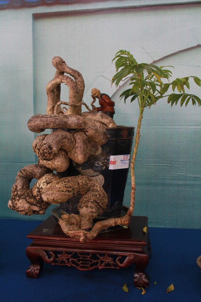 Chiêm ngưỡng các tác phẩm bonsai và đá cảnh nghệ thuật quốc tế hội tụ ở TPHCM - ảnh 10