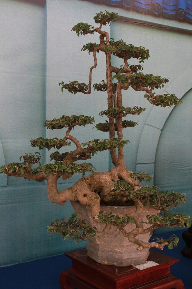 Chiêm ngưỡng các tác phẩm bonsai và đá cảnh nghệ thuật quốc tế hội tụ ở TPHCM - ảnh 12