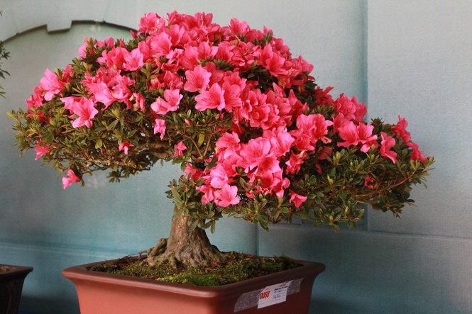 Chiêm ngưỡng các tác phẩm bonsai và đá cảnh nghệ thuật quốc tế hội tụ ở TPHCM - ảnh 7