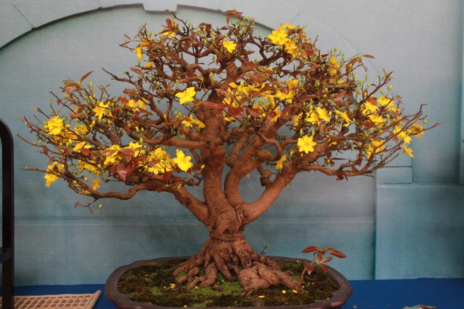 Chiêm ngưỡng các tác phẩm bonsai và đá cảnh nghệ thuật quốc tế hội tụ ở TPHCM - ảnh 8