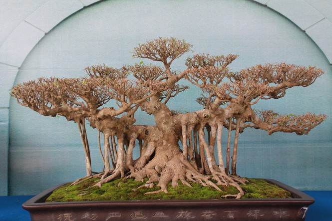 Chiêm ngưỡng các tác phẩm bonsai và đá cảnh nghệ thuật quốc tế hội tụ ở TPHCM - ảnh 13