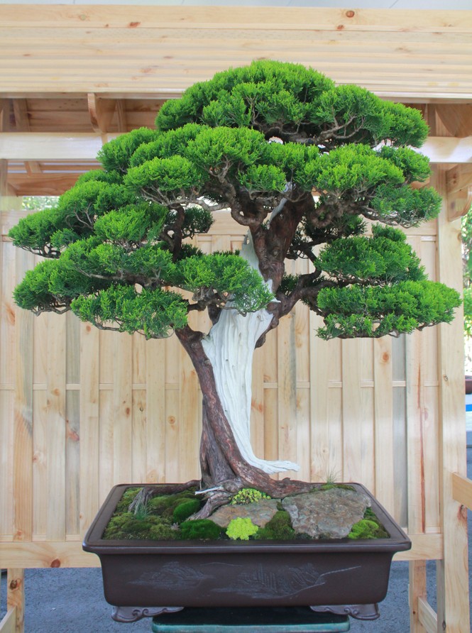 Chiêm ngưỡng các tác phẩm bonsai và đá cảnh nghệ thuật quốc tế hội tụ ở TPHCM - ảnh 9