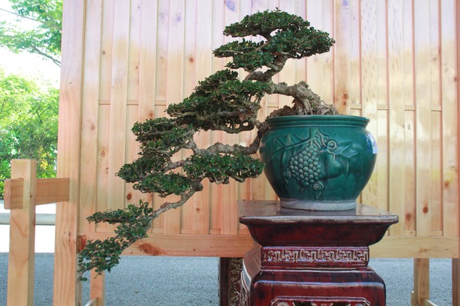 Chiêm ngưỡng các tác phẩm bonsai và đá cảnh nghệ thuật quốc tế hội tụ ở TPHCM - ảnh 14