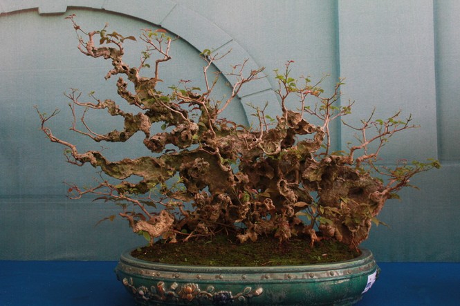 Chiêm ngưỡng các tác phẩm bonsai và đá cảnh nghệ thuật quốc tế hội tụ ở TPHCM - ảnh 15