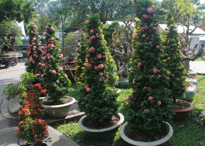 Ngắm nhiều loại cây, hoa độc đáo tại Tuần lễ sinh vật cảnh TPHCM 2019 - ảnh 12