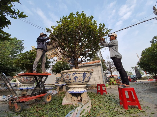 Dân trồng mai Sài Gòn trẩy lá