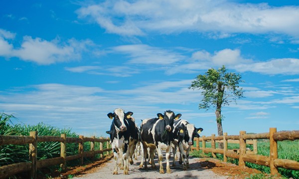 'Lối sống organic' đang phổ biến tại Việt Nam - ảnh 3