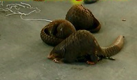 Chở cả xe động vật hoang dã và hàng lậu từ Đắk Lắc ra Hà Nội tiêu thụ - ảnh 1