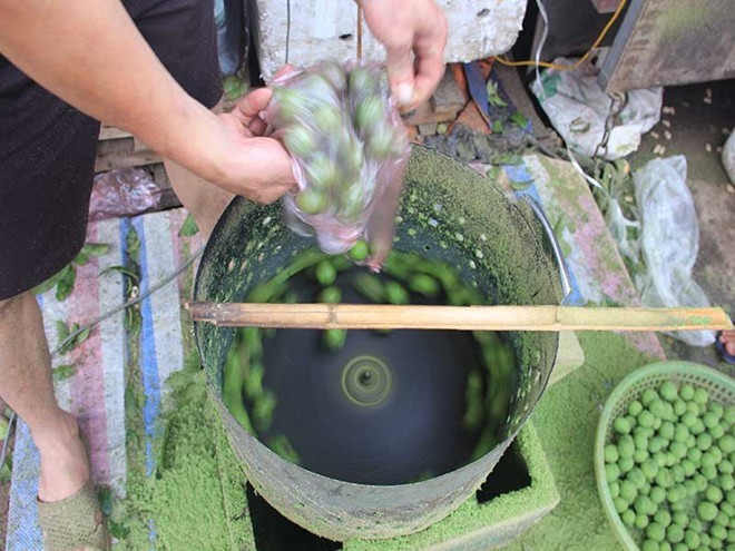 Thu tiền triệu từ nghề chà vỏ sấu đầu mùa - ảnh 7