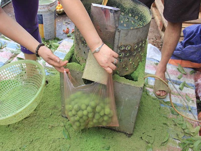 Thu tiền triệu từ nghề chà vỏ sấu đầu mùa - ảnh 9
