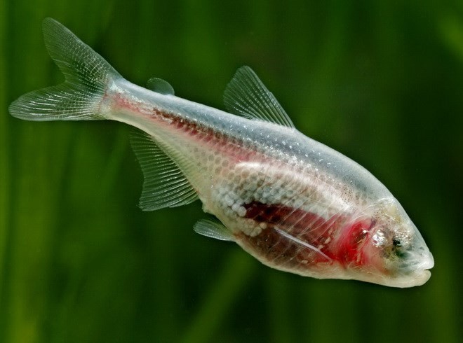 Những loài động vật bí ẩn nhất đại dương - ảnh 6