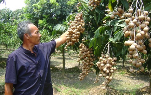 Người dân Hà Nội kiếm tiền tỷ nhờ nhãn chín muộn - ảnh 1