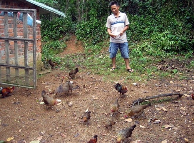 Làm giàu từ 7 quả trứng gà rừng - ảnh 1