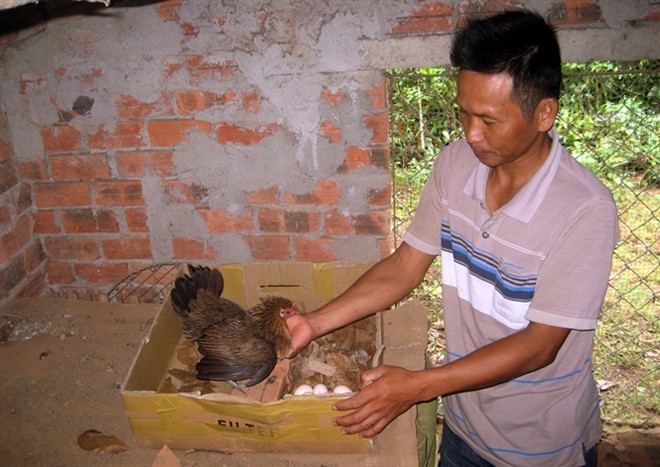 Làm giàu từ 7 quả trứng gà rừng - ảnh 2