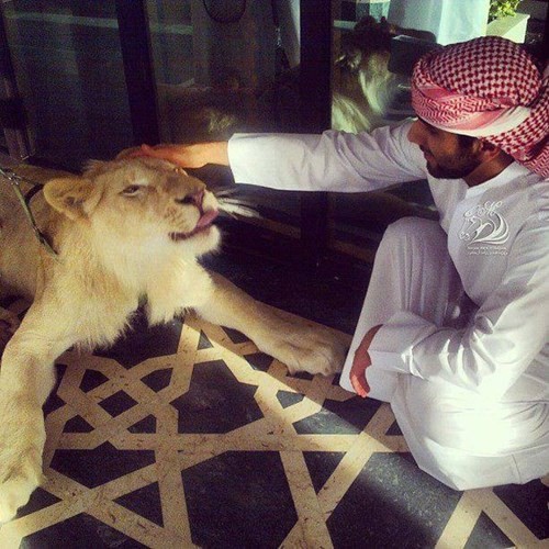 Sở thích nuôi quái thú độc, dị của Thái tử Dubai điển trai - ảnh 6