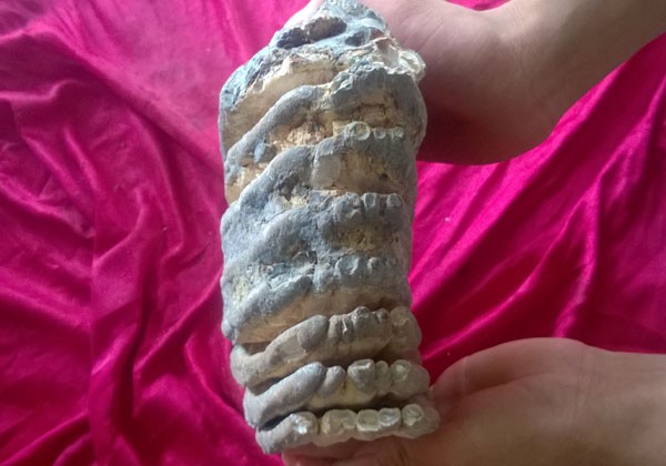 Nhặt được hàm răng hóa thạch của voi ma mút? - ảnh 1