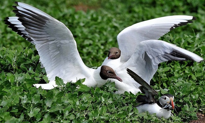 Mòng biển háu ăn cướp mồi từ miệng hải âu - ảnh 4