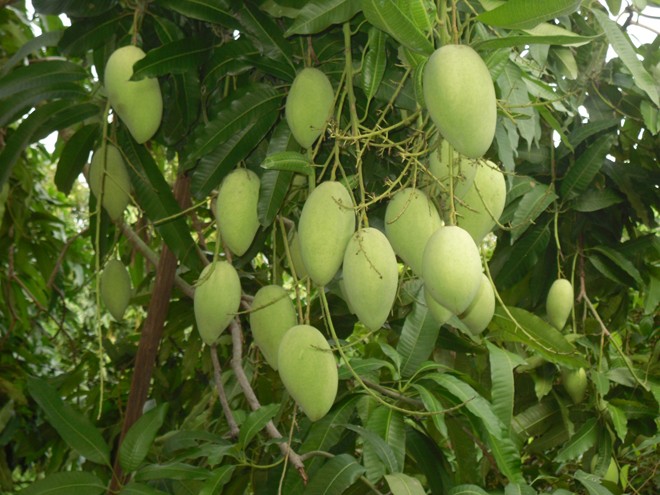Việt – Nhật chia sẻ nhiều lợi ích chiến lược chung (*) - ảnh 4