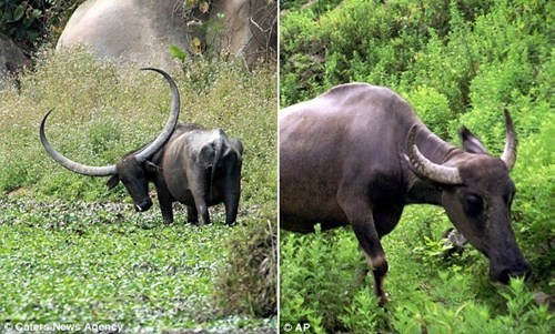 Sững sờ trước trâu nước có cặp sừng khổng lồ ở Ấn Độ - ảnh 1