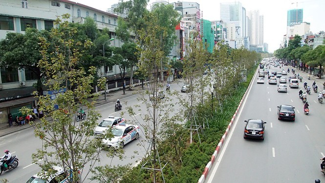 Hà Nội xin cơ chế đặc thù trồng 600 nghìn cây xanh không qua đấu giá - ảnh 2
