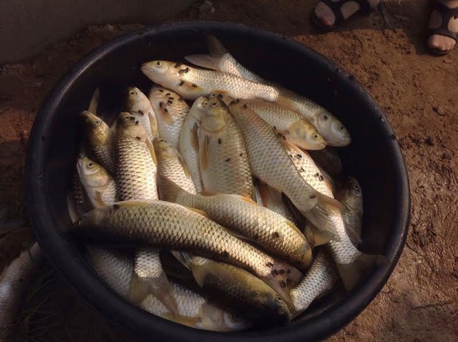 Xác định nguyên nhân cá chết hàng loạt trên sông Bùng - ảnh 1