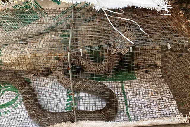 Sự thật rắn độc 'bủa vây' toà chung cư mới ở Hà Nội - ảnh 2