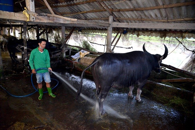 Nông dân thành tỷ phú nhờ... nuôi hàng trăm con trâu - ảnh 10