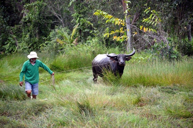 Nông dân thành tỷ phú nhờ... nuôi hàng trăm con trâu - ảnh 11