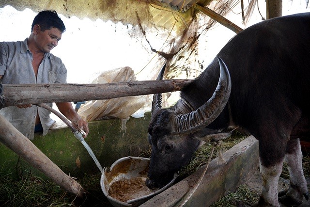 Nông dân thành tỷ phú nhờ... nuôi hàng trăm con trâu - ảnh 12