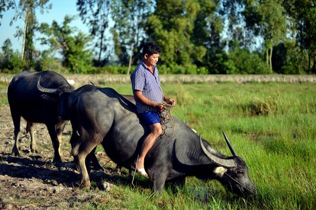 Nông dân thành tỷ phú nhờ... nuôi hàng trăm con trâu - ảnh 14