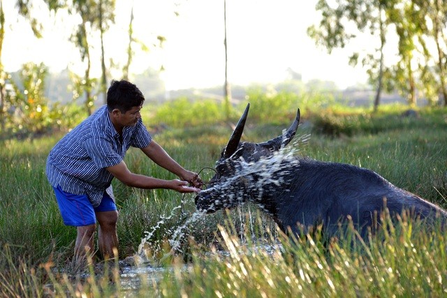 Nông dân thành tỷ phú nhờ... nuôi hàng trăm con trâu - ảnh 1