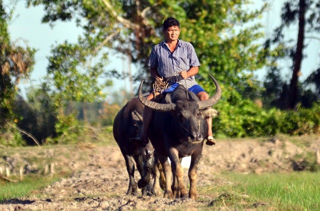 Nông dân thành tỷ phú nhờ... nuôi hàng trăm con trâu - ảnh 4