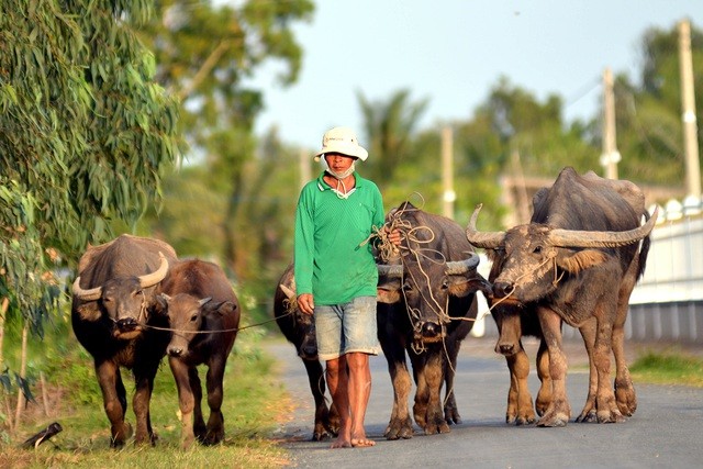 Nông dân thành tỷ phú nhờ... nuôi hàng trăm con trâu - ảnh 5